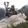 British Columbia mountain goat hunt