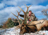 Rifle Elk hunt in New Mexico