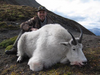 Mountain goat hunt in BC