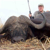 Cape buffalo, dangerous game hunt in South Africa