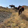 Horseback Hunting
