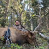 Elk Rifle hunt in New Mexico