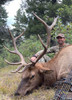 Elk Archery - New Mexico - 1051