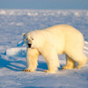 Polar Bear Hunt in the Canadian Arctic