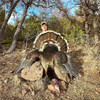 Gould's Turkey hunts in Mexico