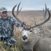 Mule deer hunt in Alberta