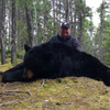 Black Bear - Newfoundland - 1201