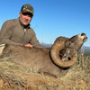 Desert Bighorn Sheep - Mexico - 1188