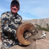 Desert Bighorn Sheep - Mexico - 1188