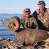 Weemsi Desert Bighorn Sheep - South Baja, Mexico -1034