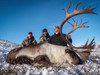 Mountain caribou in Northwest Territories.