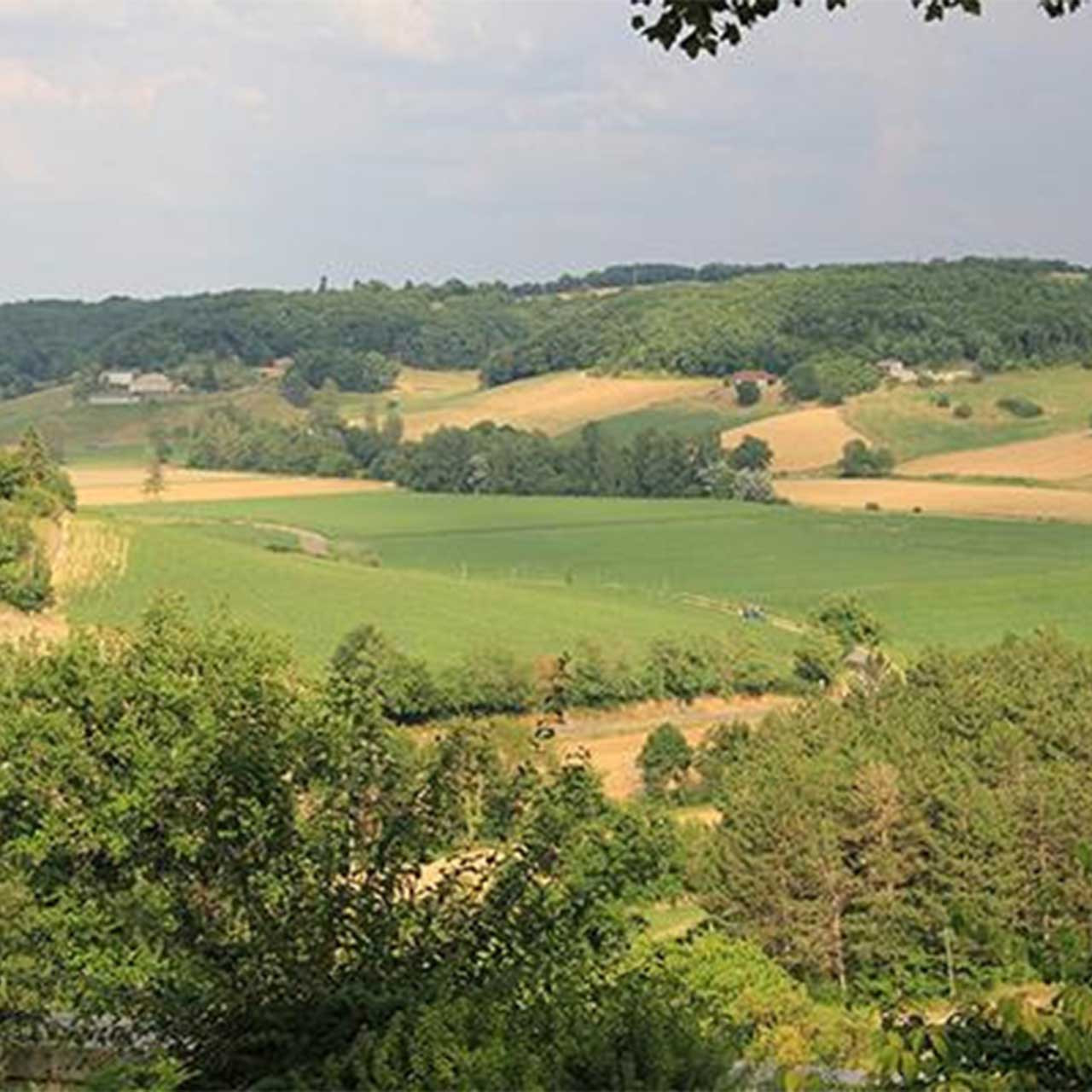 Roe Buck hunt in France