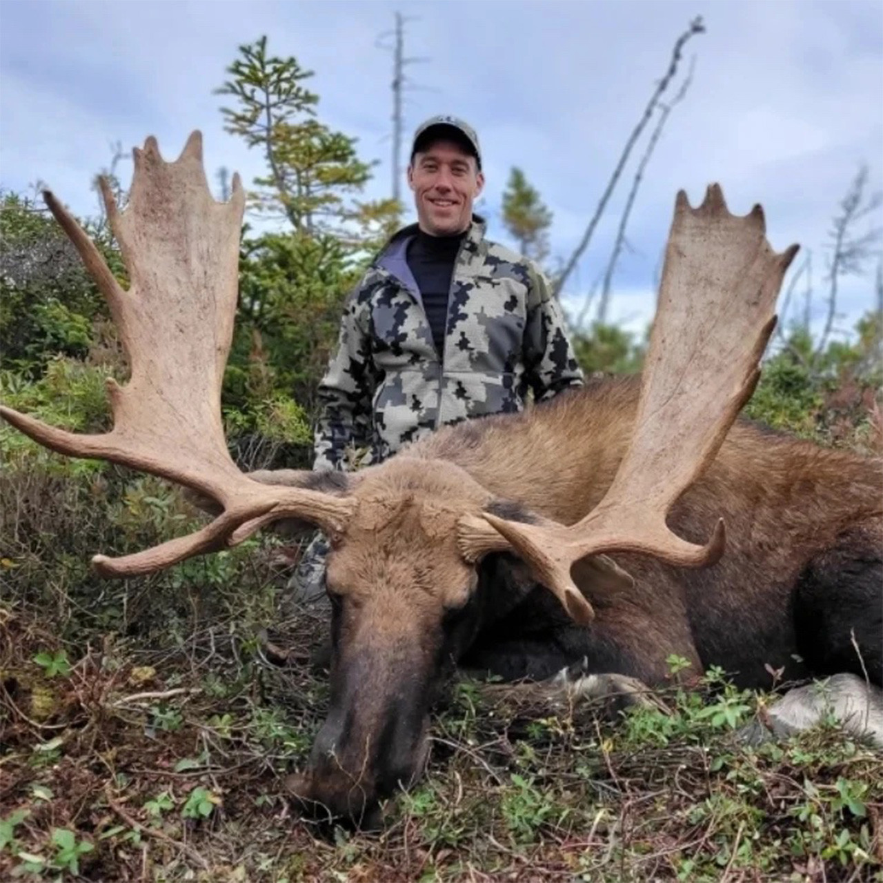 Bull moose hunt in Newfoundland, Canada