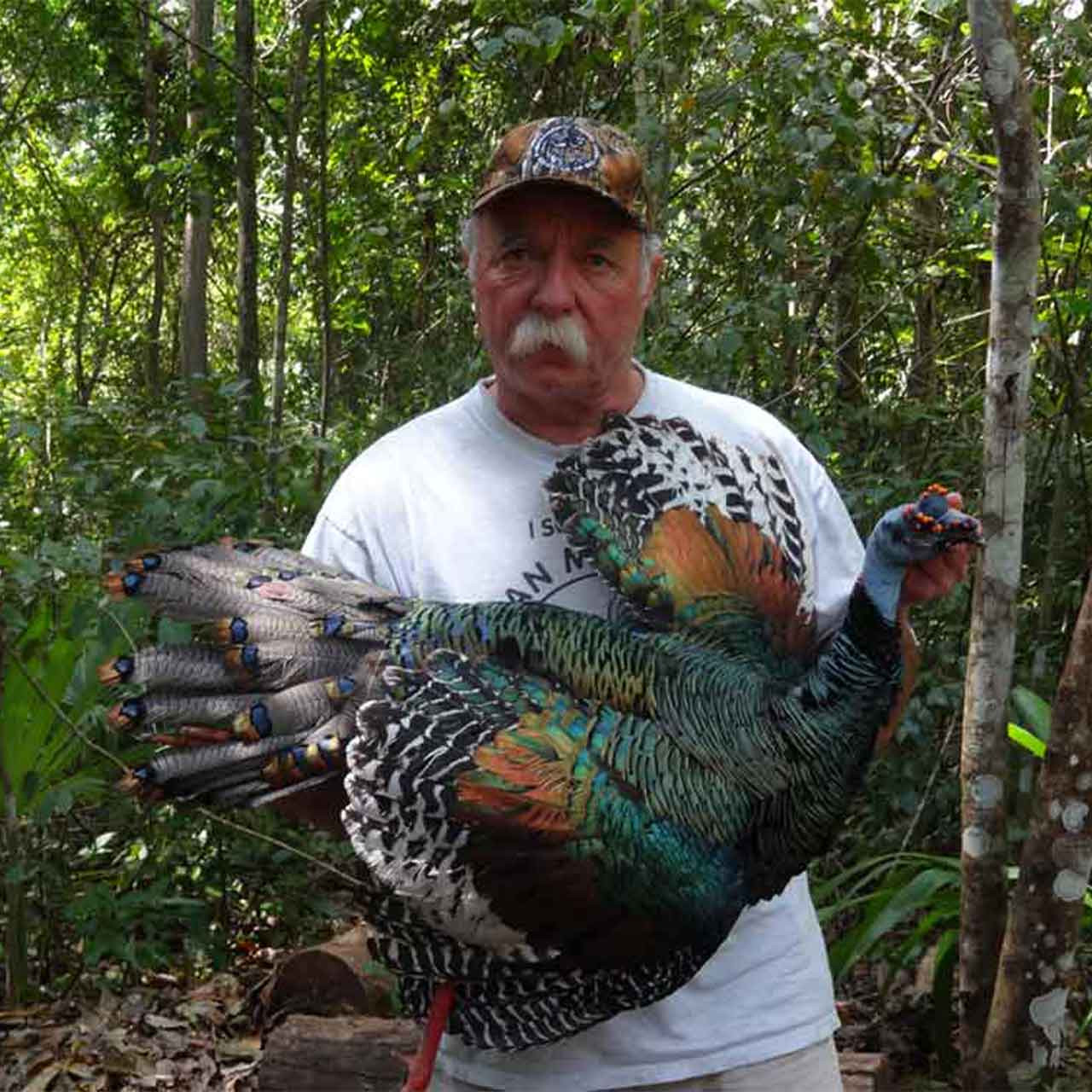 Ocellated turkey hunt in Mexico