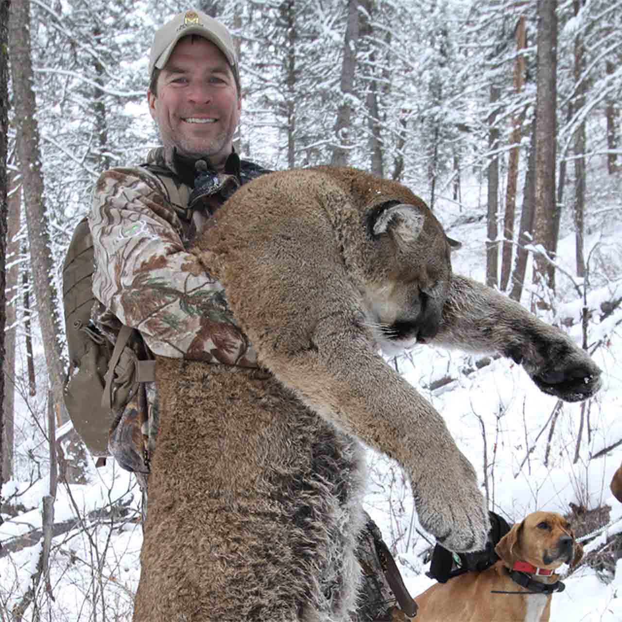 Montana Mountain Lion hunt with the best outfitter.