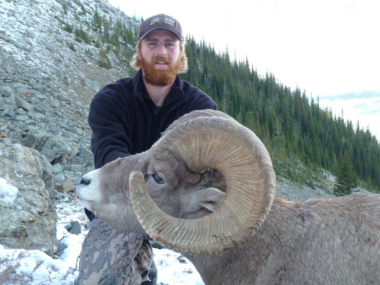 Rocky Mountain Bighorn Sheep Hunt