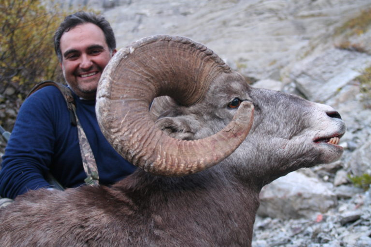 Rocky Mountain Bighorn Sheep Hunt