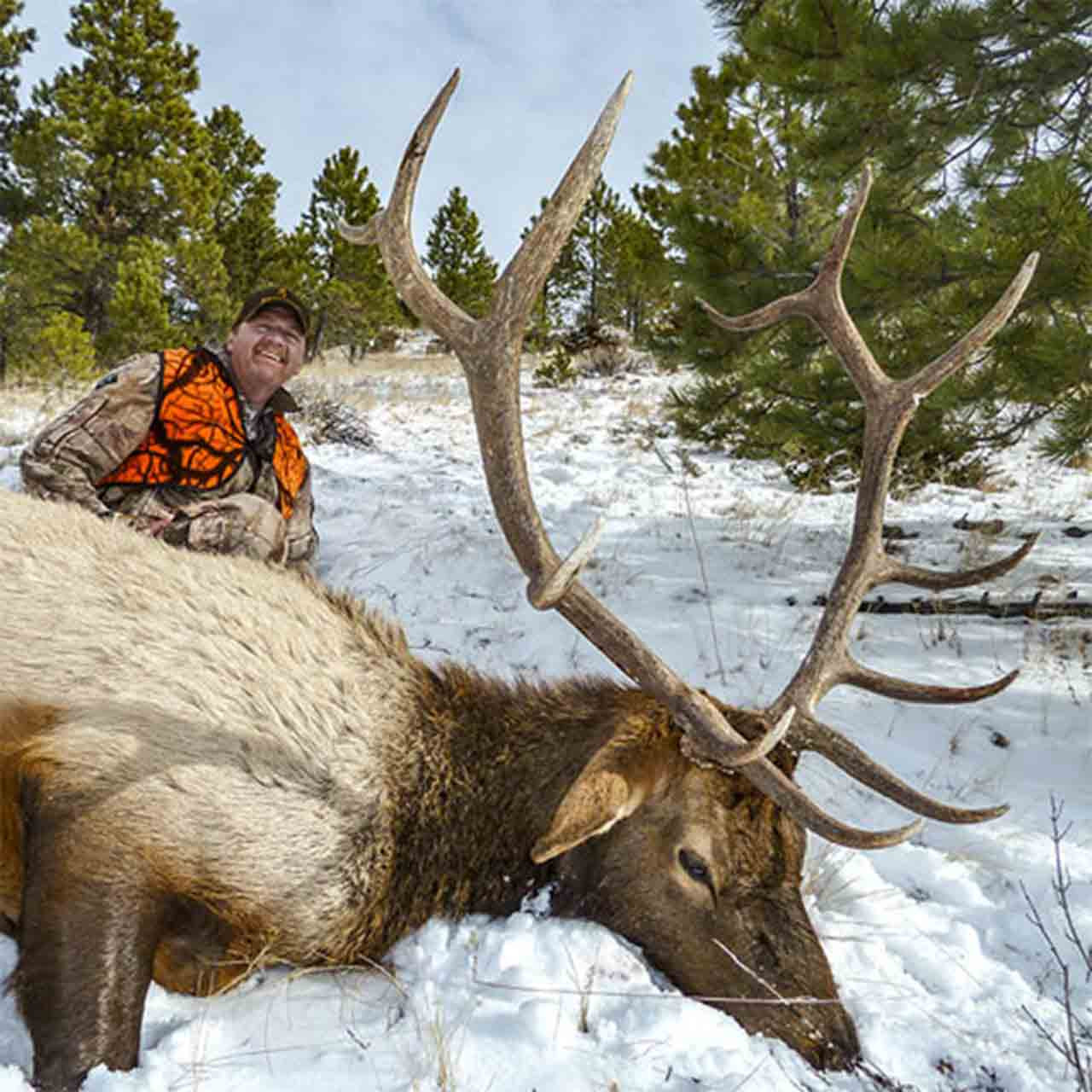 Elk hunt in Montana