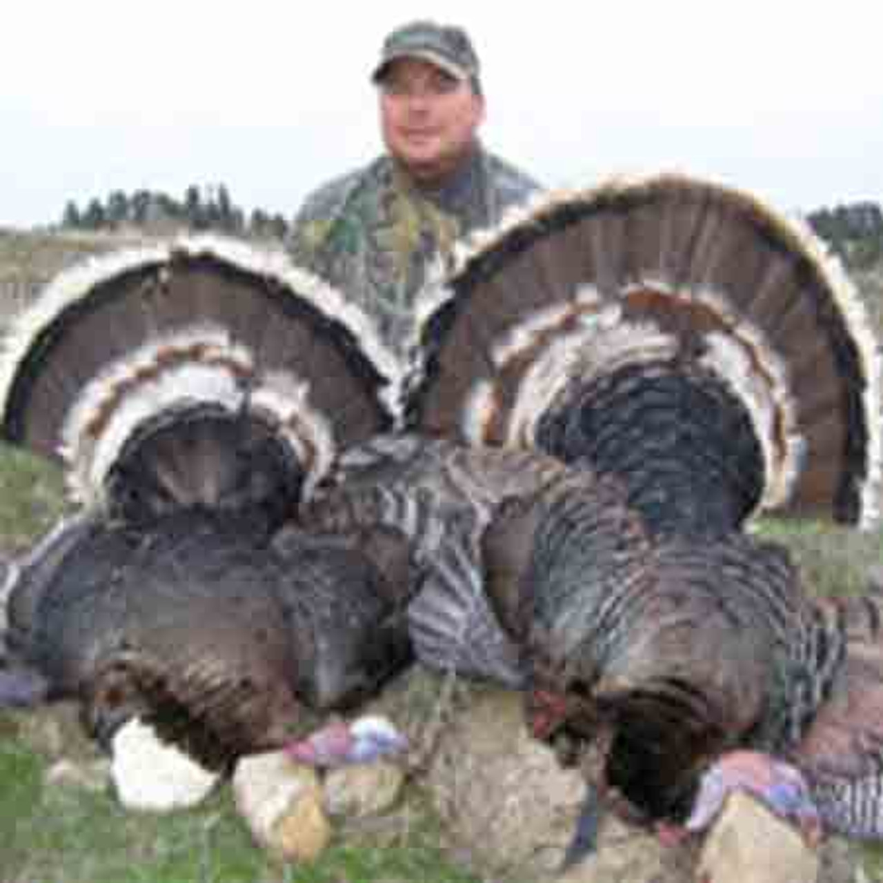 Wyoming Merriam's turkey hunts