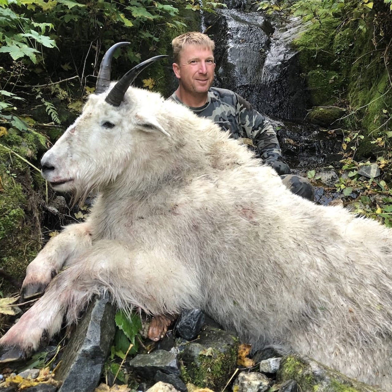 Mountain Goat - British Columbia - 1077