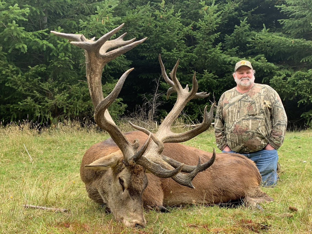 Red Stag - New Zealand - 1112