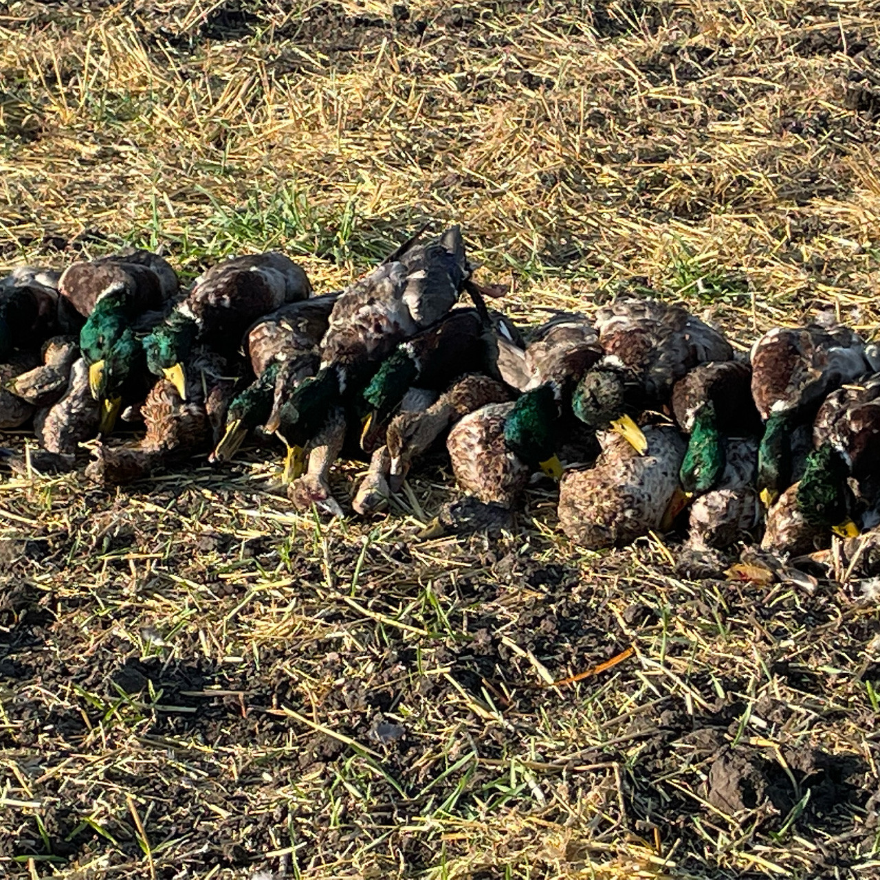 Waterfowl 6-day Premium - Alberta - 1197