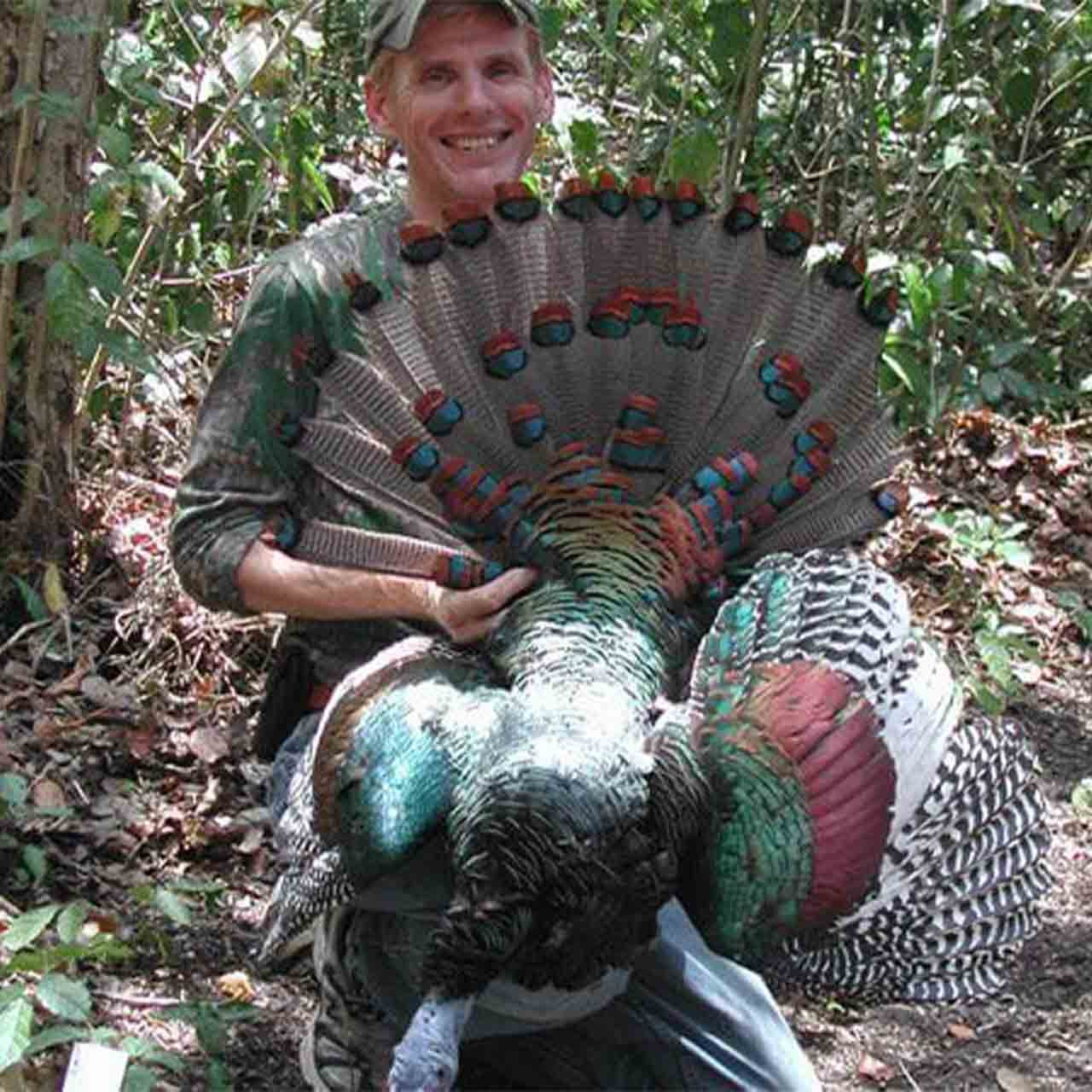 Ocellated turkey hunts in Mexico