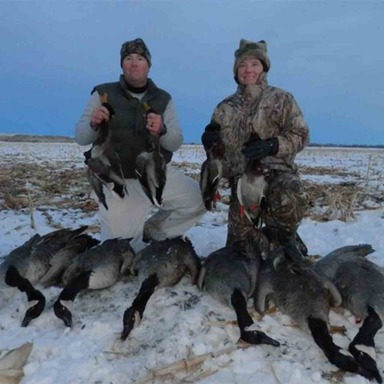 Canadian Geese hunt in Montana