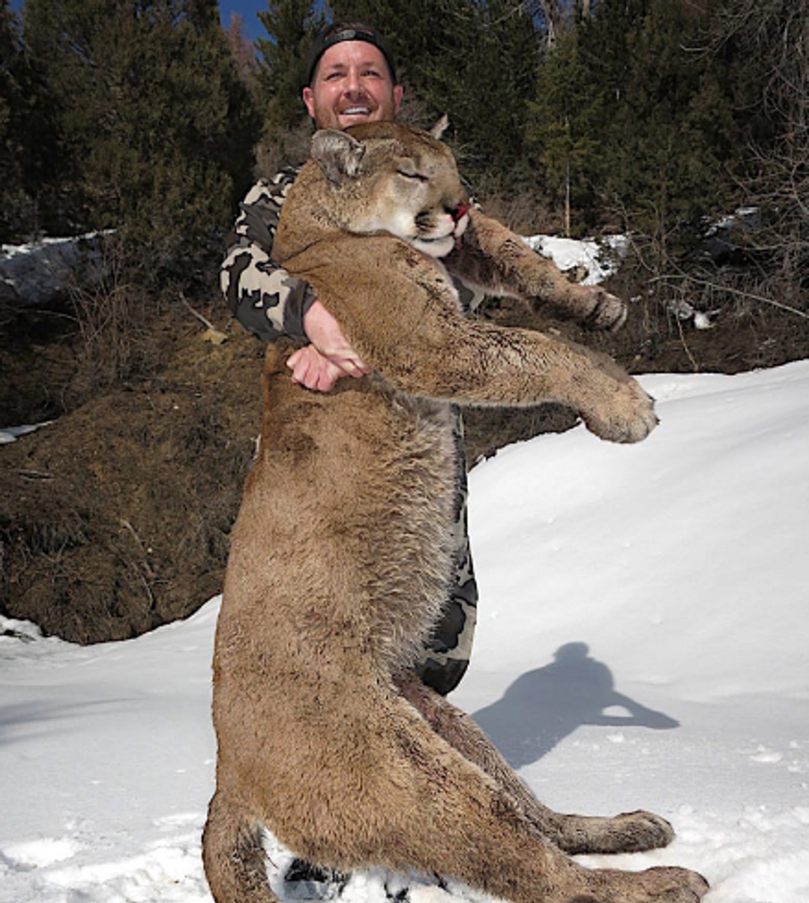 Cougar hunt in Utah