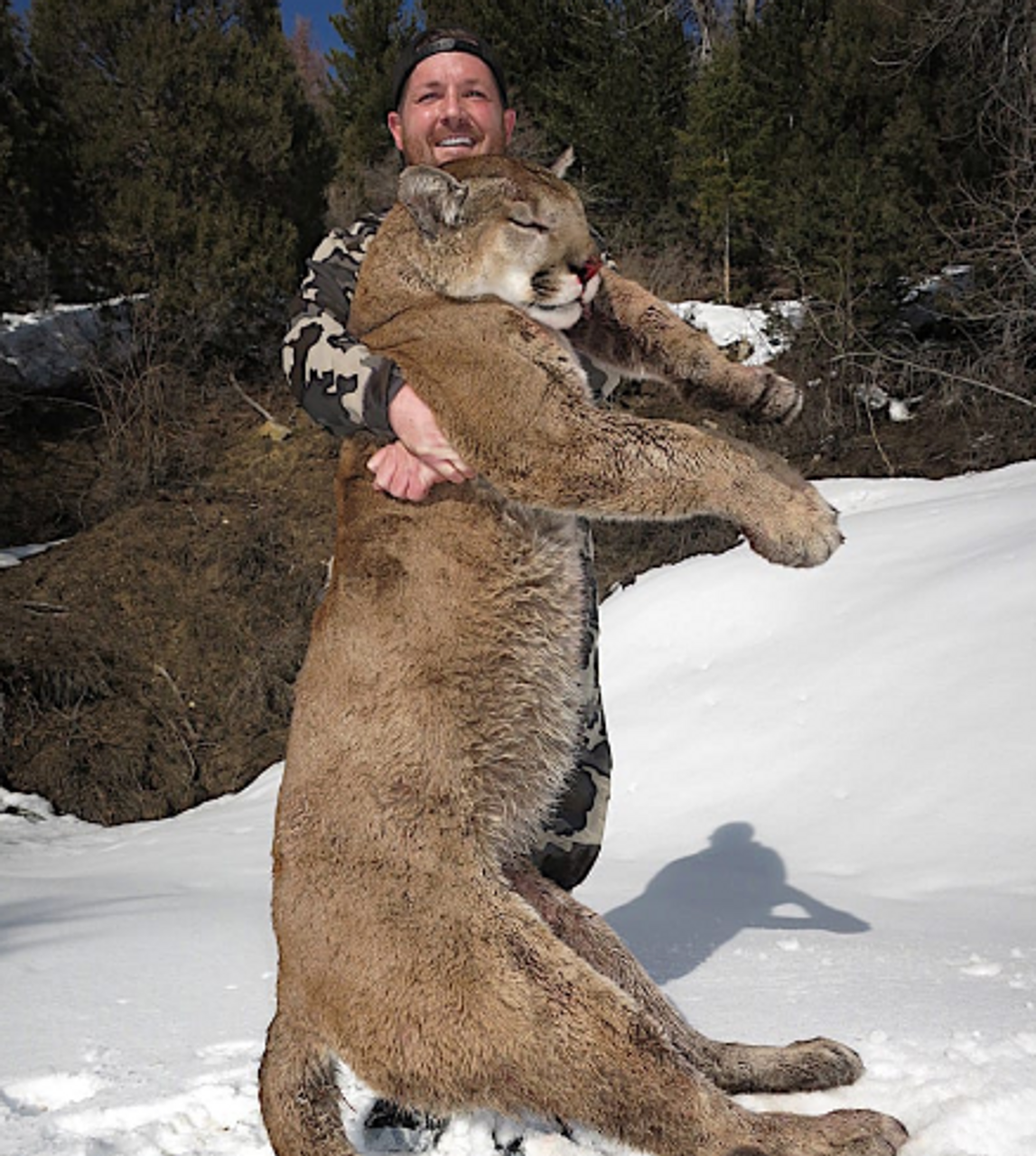 new record mountain lion