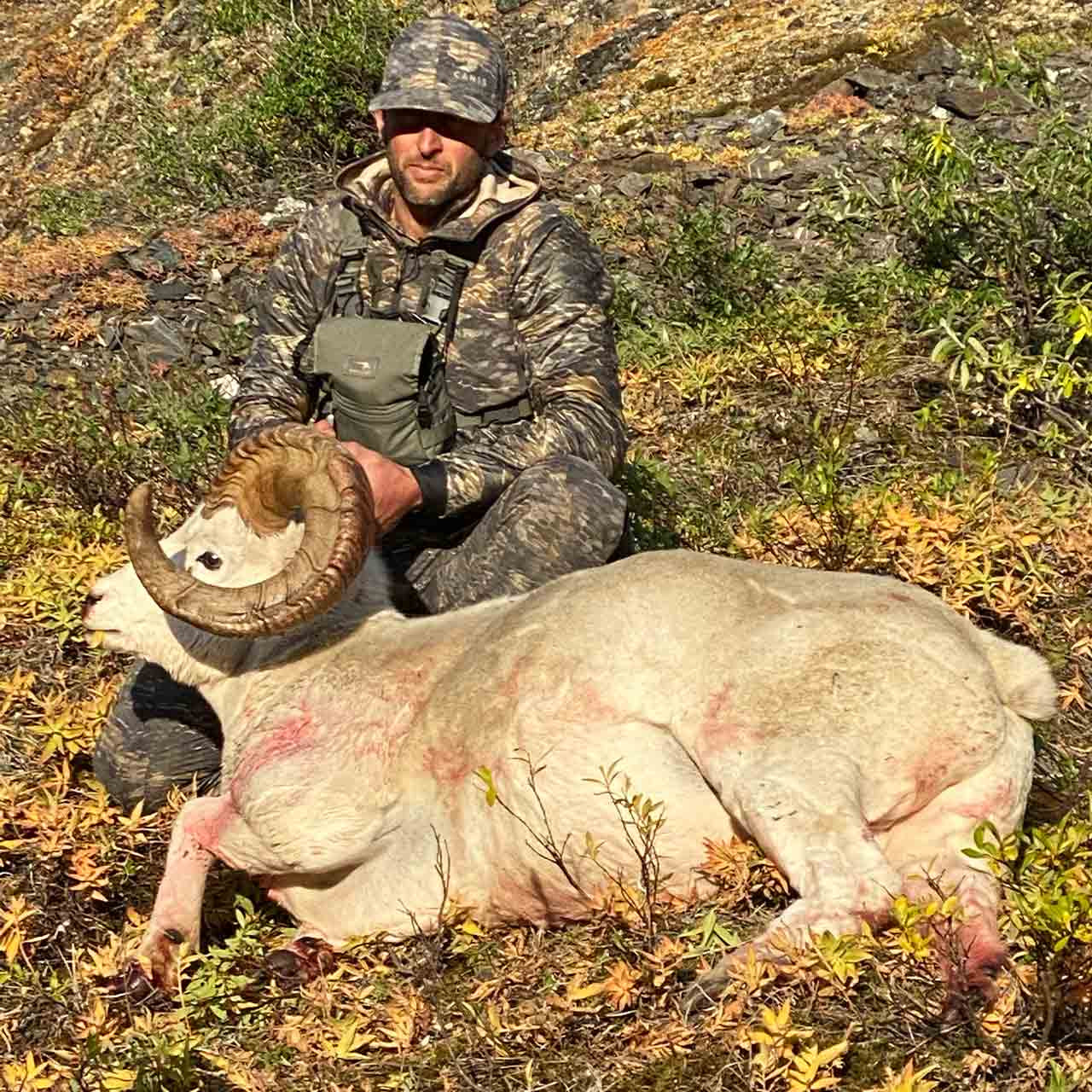 Dall Sheep Hunt in Alaska