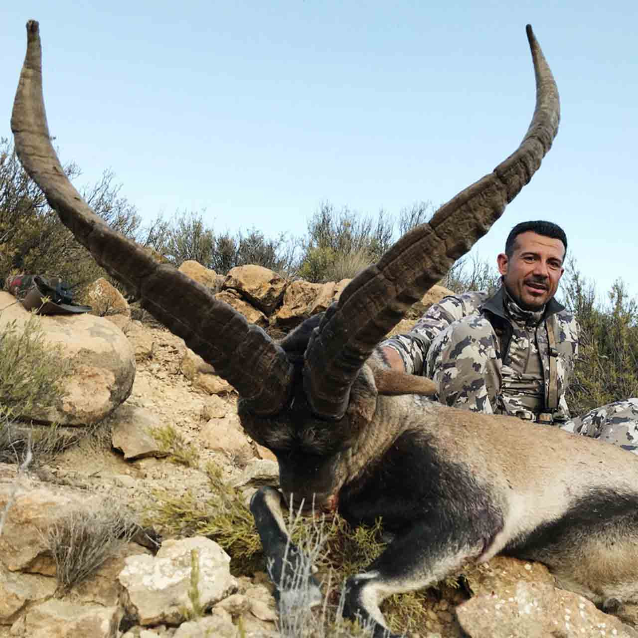 Spain Ibex hunts