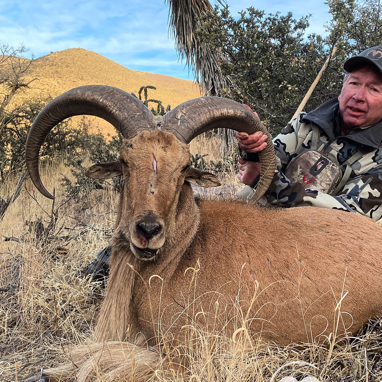 Aoudad hunting in West Texas