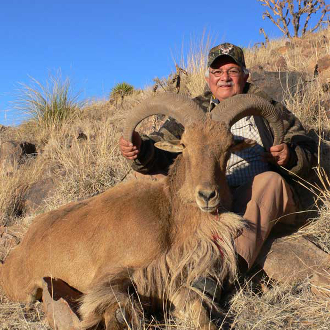 Texas Aoudad hunt