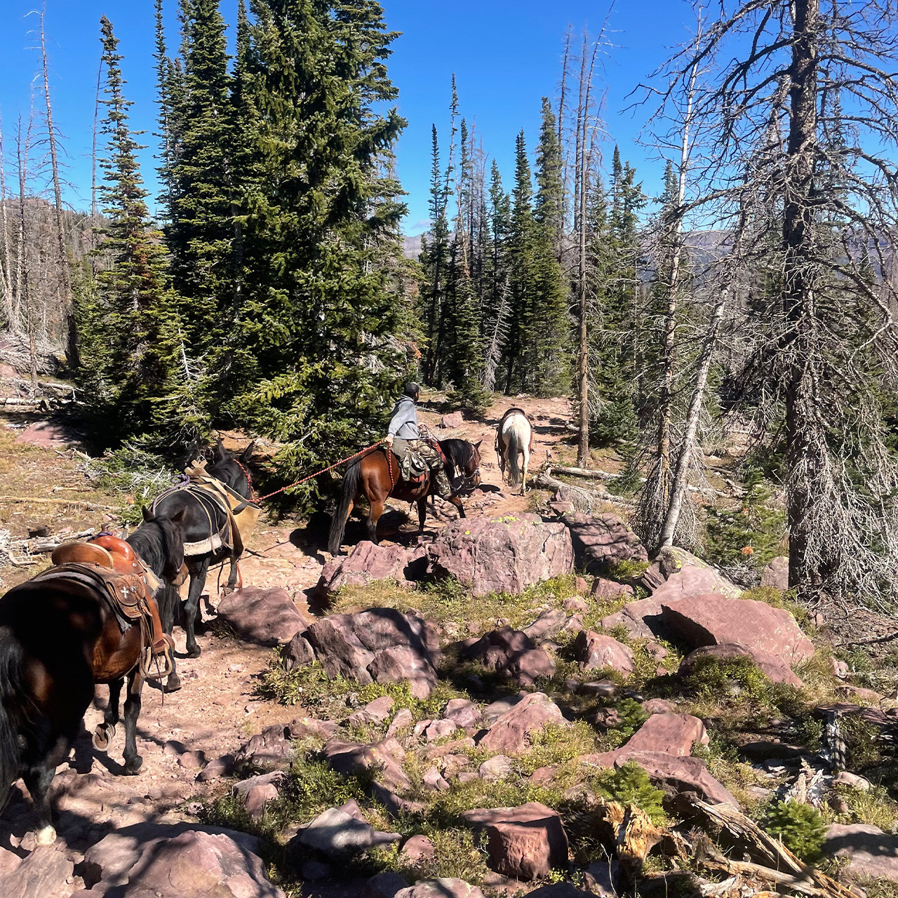Elk Archery Wilderness PackIn Hunt in Utah