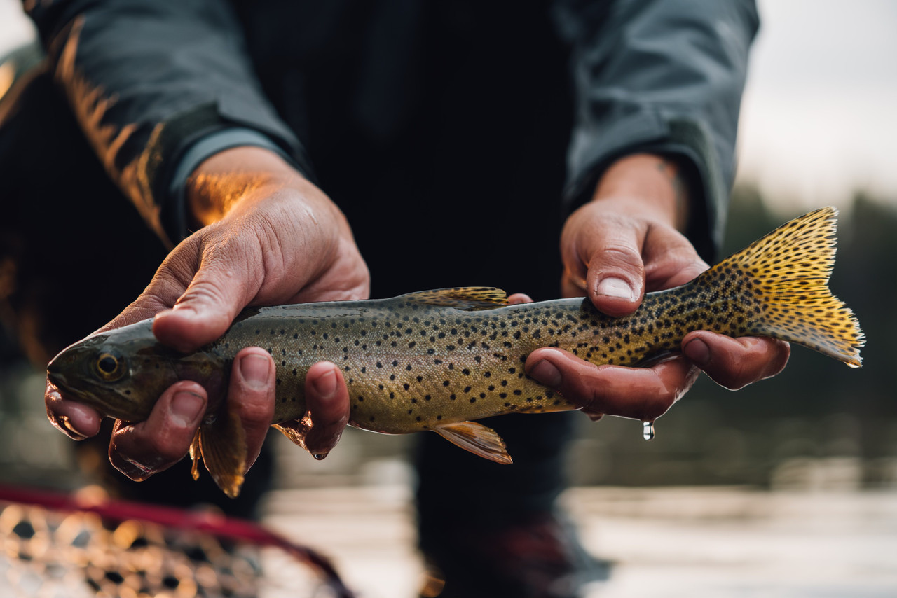 Elk Archery Wilderness PackIn Hunt in Utah