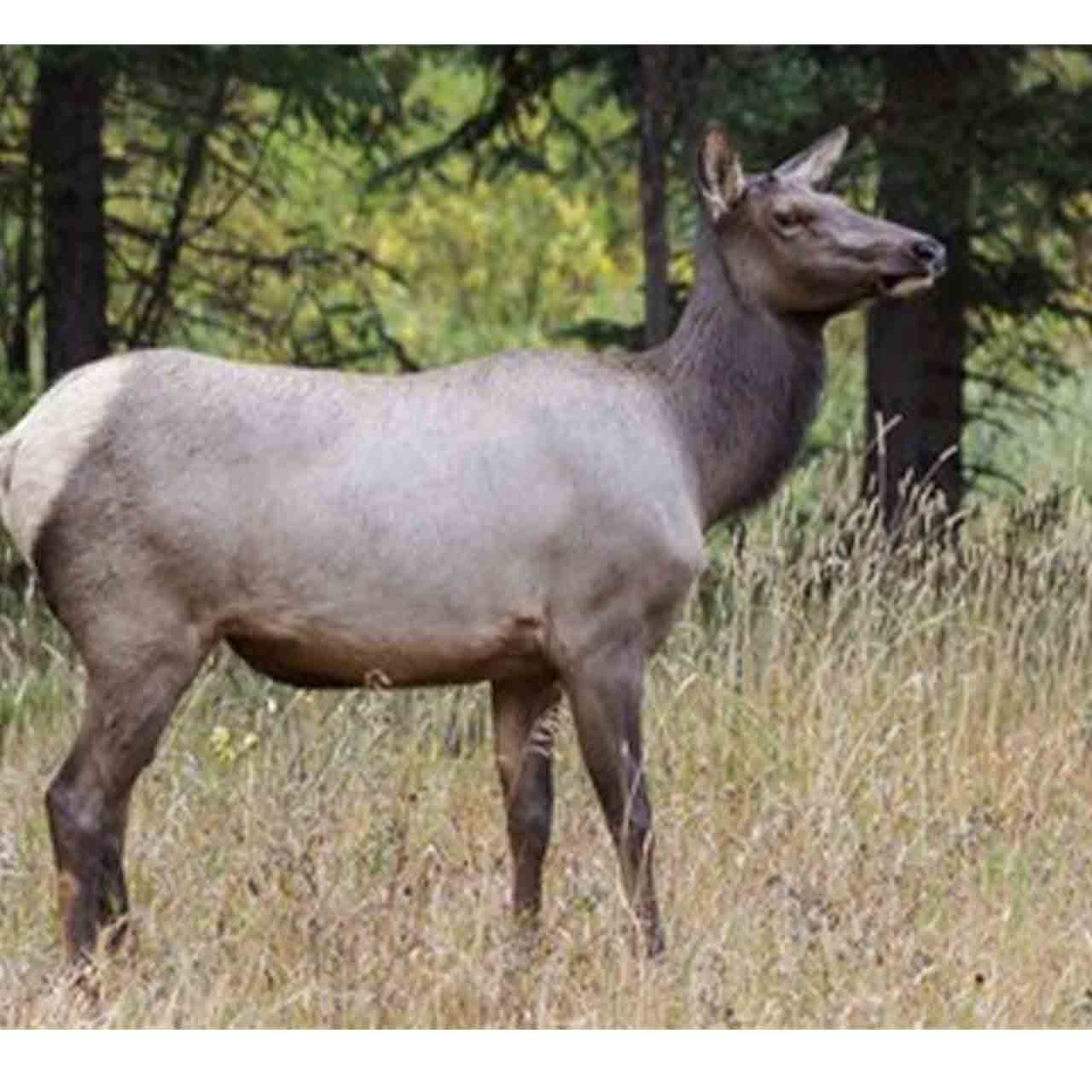 Rifle cow elk hunt in Wyoming