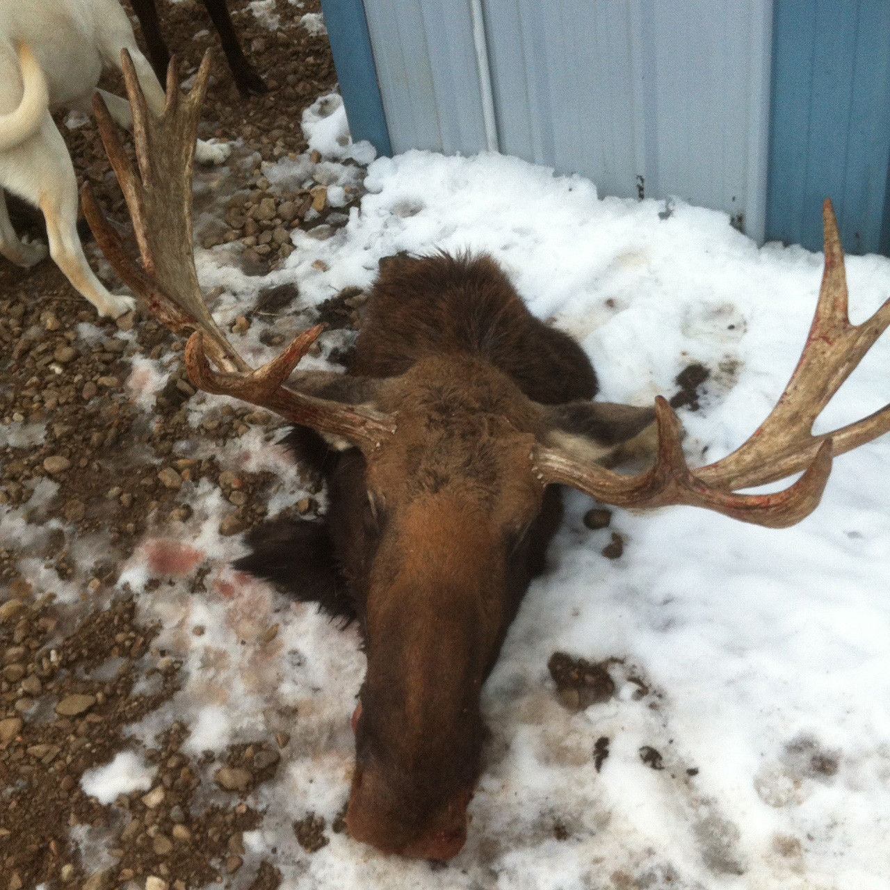 Moose Hunt Alberta