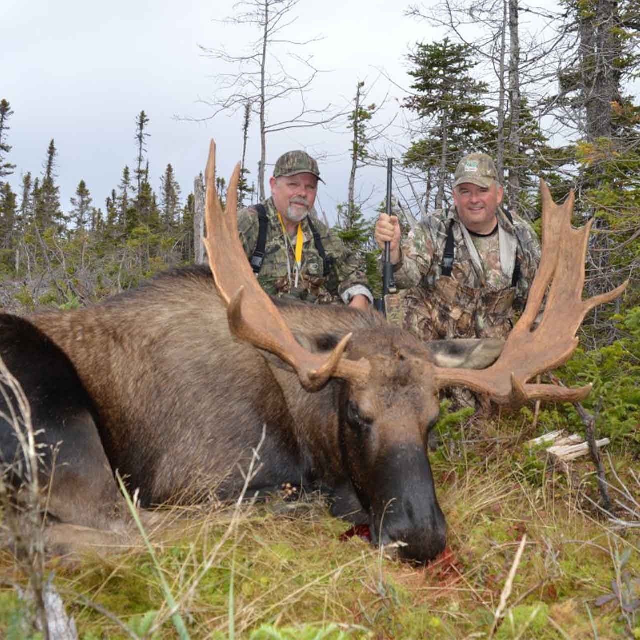 Remote Wilderness Trophy Moose   - Eastern Canada - 1174