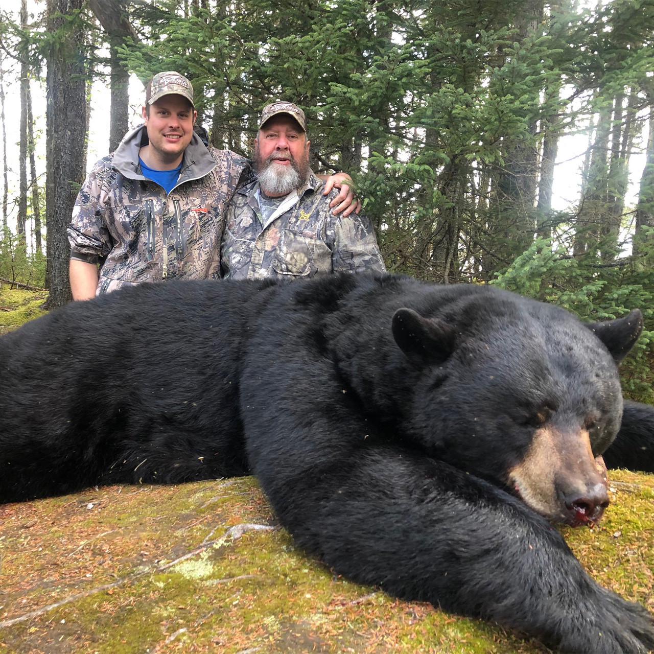 Black Bear - Newfoundland - 1201