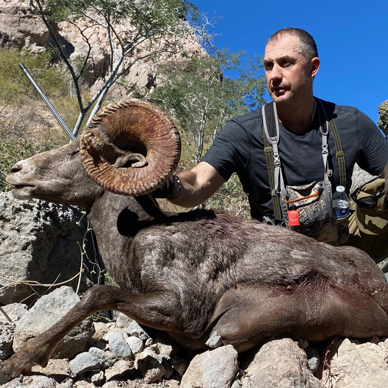 Weemsi Desert Bighorn Sheep - South Baja, Mexico -1034