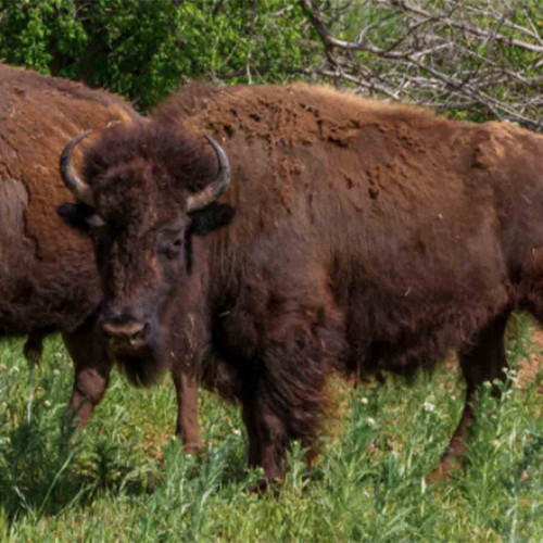 Bison management hunt in Saskatchewan.  Fill your freezer this fall with organic bison meet. 