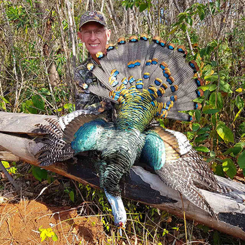 Ocellated turkey hunting in Mexico