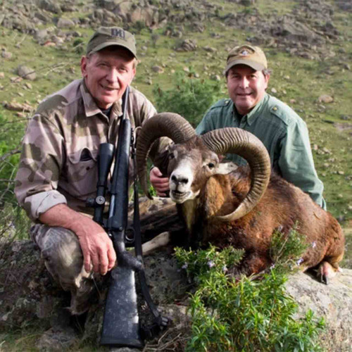 Mouflon hunts in Spain.