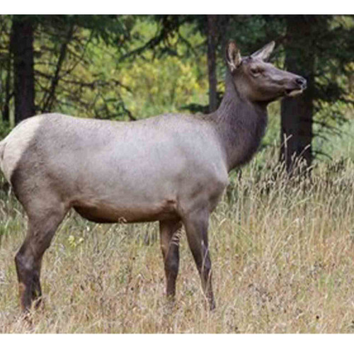 Cow elk hunt in New Mexico.  Great opportunity for a management hunt. 