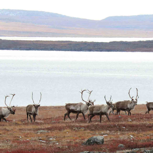 Barren-Ground Caribou Hunt