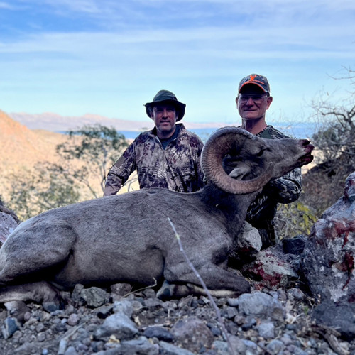 Weemsi Desert Bighorn Sheep - South Baja, Mexico -1034