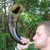 Cow Horn with Brass Rim Trumpet