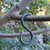 Medieval Forged Steel Iron S Shaped Hook