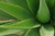 Unichi-Aloe Vera Extract 1000mg 60 Capsules